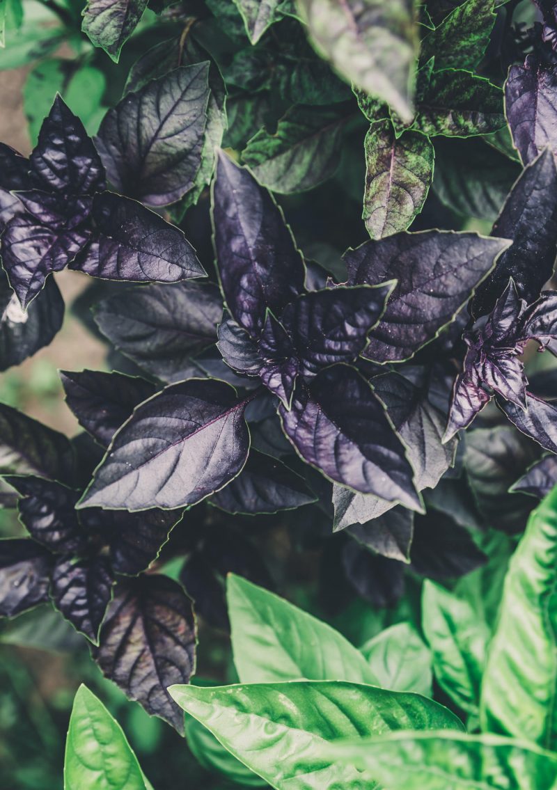 Grow Basil: 8 Easy Types for Every Garden - Petal Back Farm