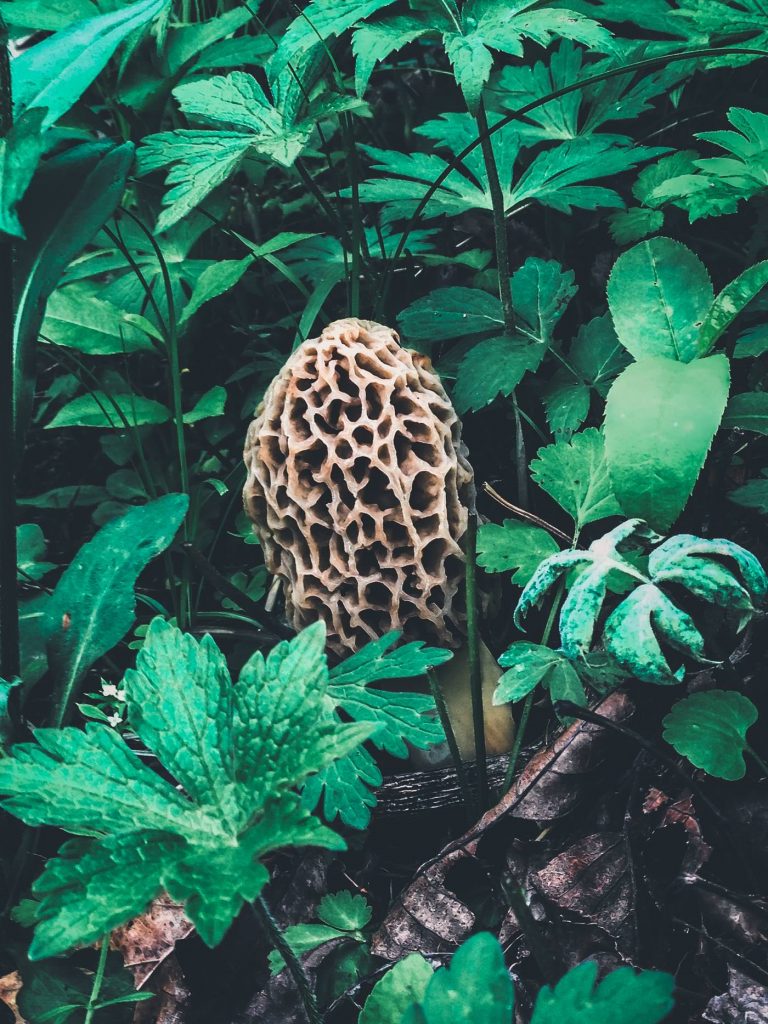How to Find Morels 8 Best Tips Petal Back Farm