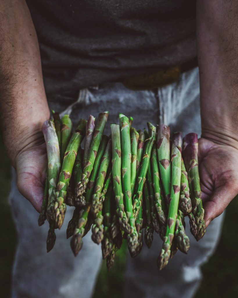 asparagus harvest