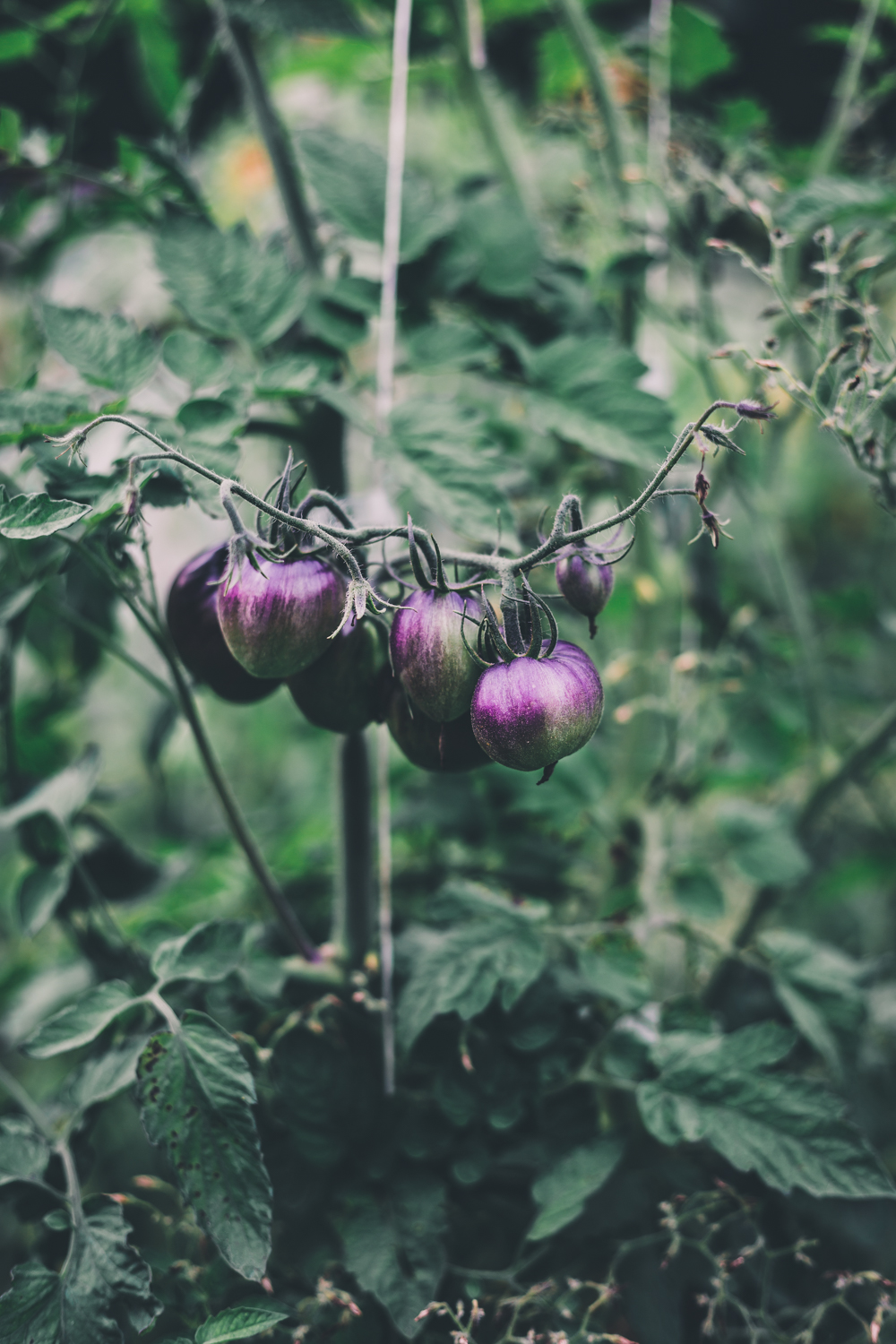 heirloom garden tomato 