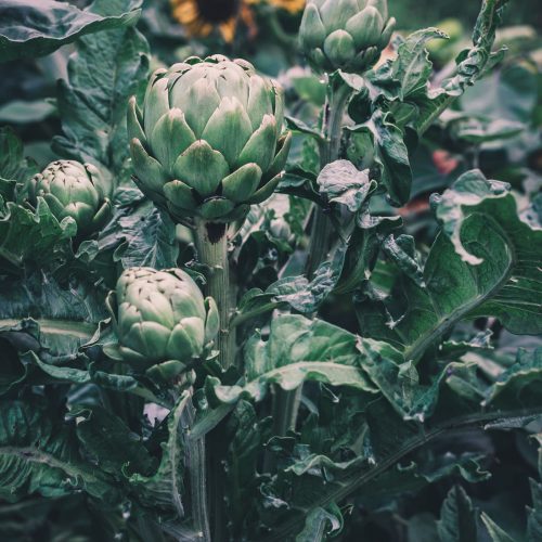 How to Grow Artichokes as Annuals - petalbackfarm.com