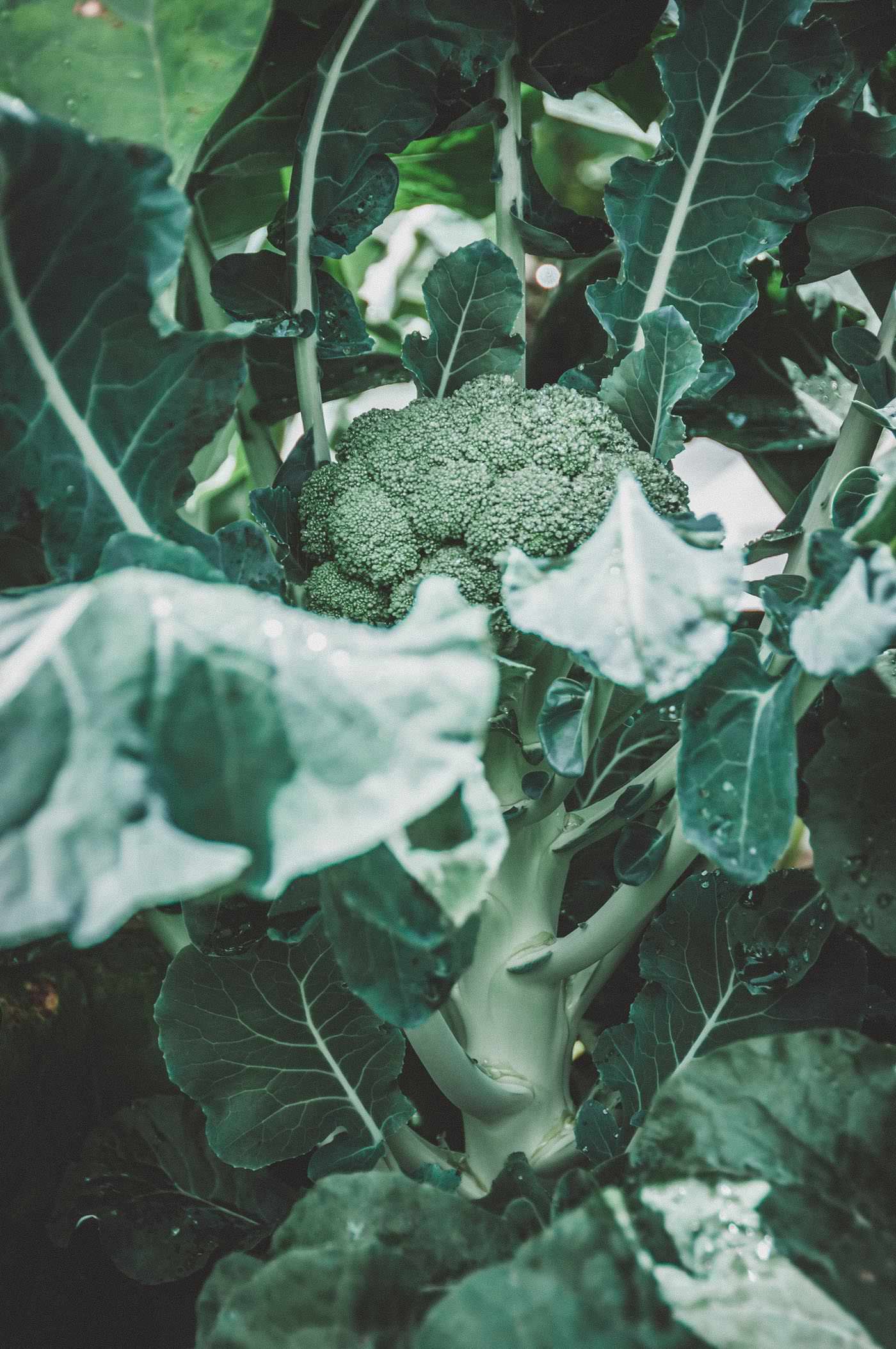 10 best places to order seeds–broccoli from johnnys