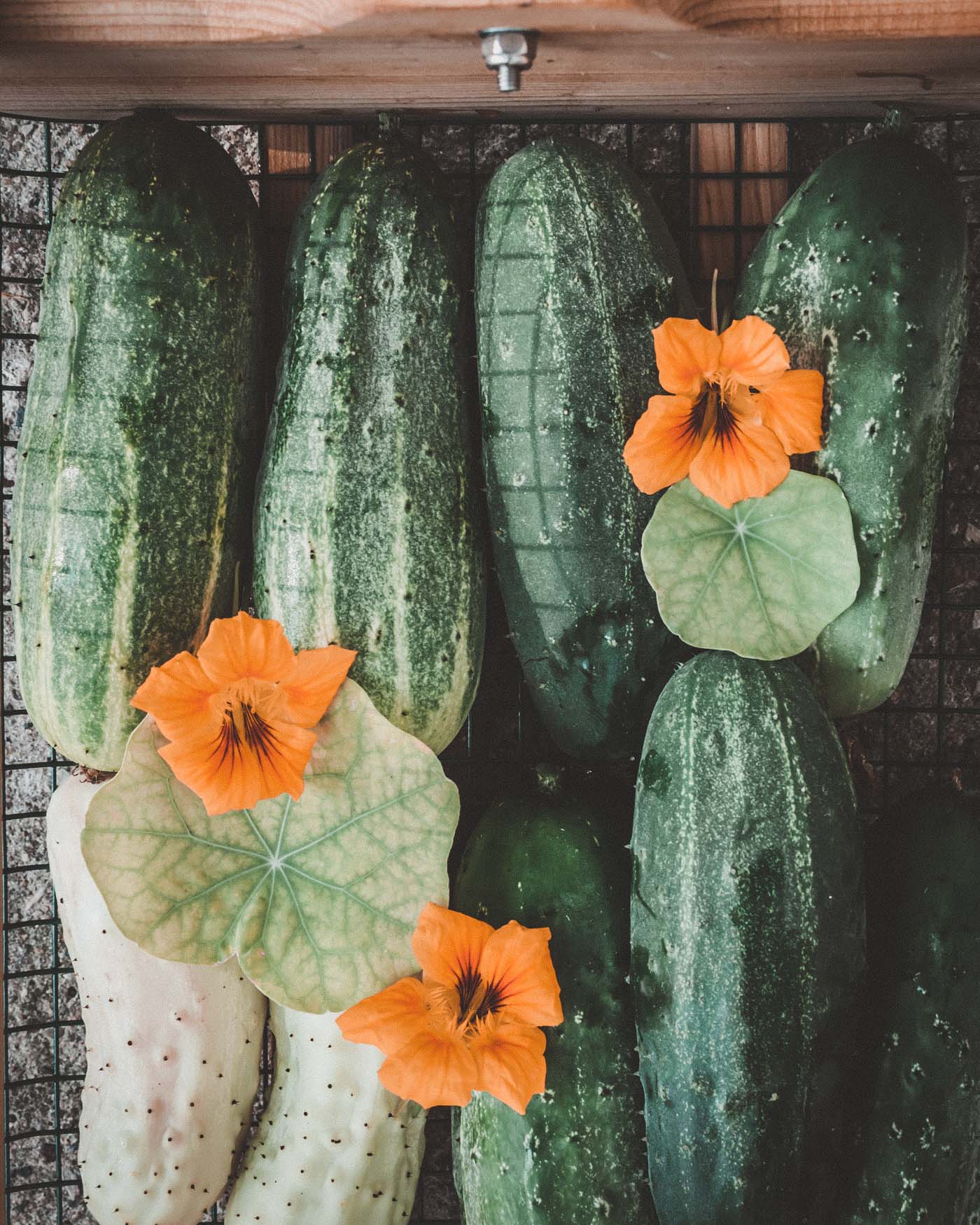 cucumbers from the garden