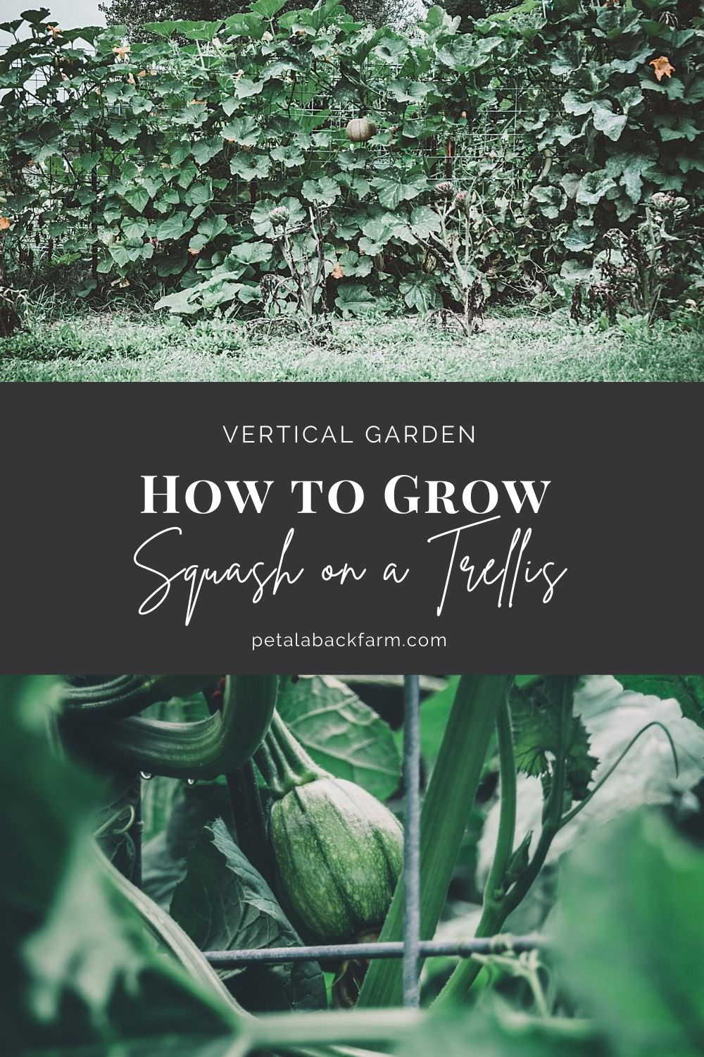 how to grow squash on a trellis – vertical garden