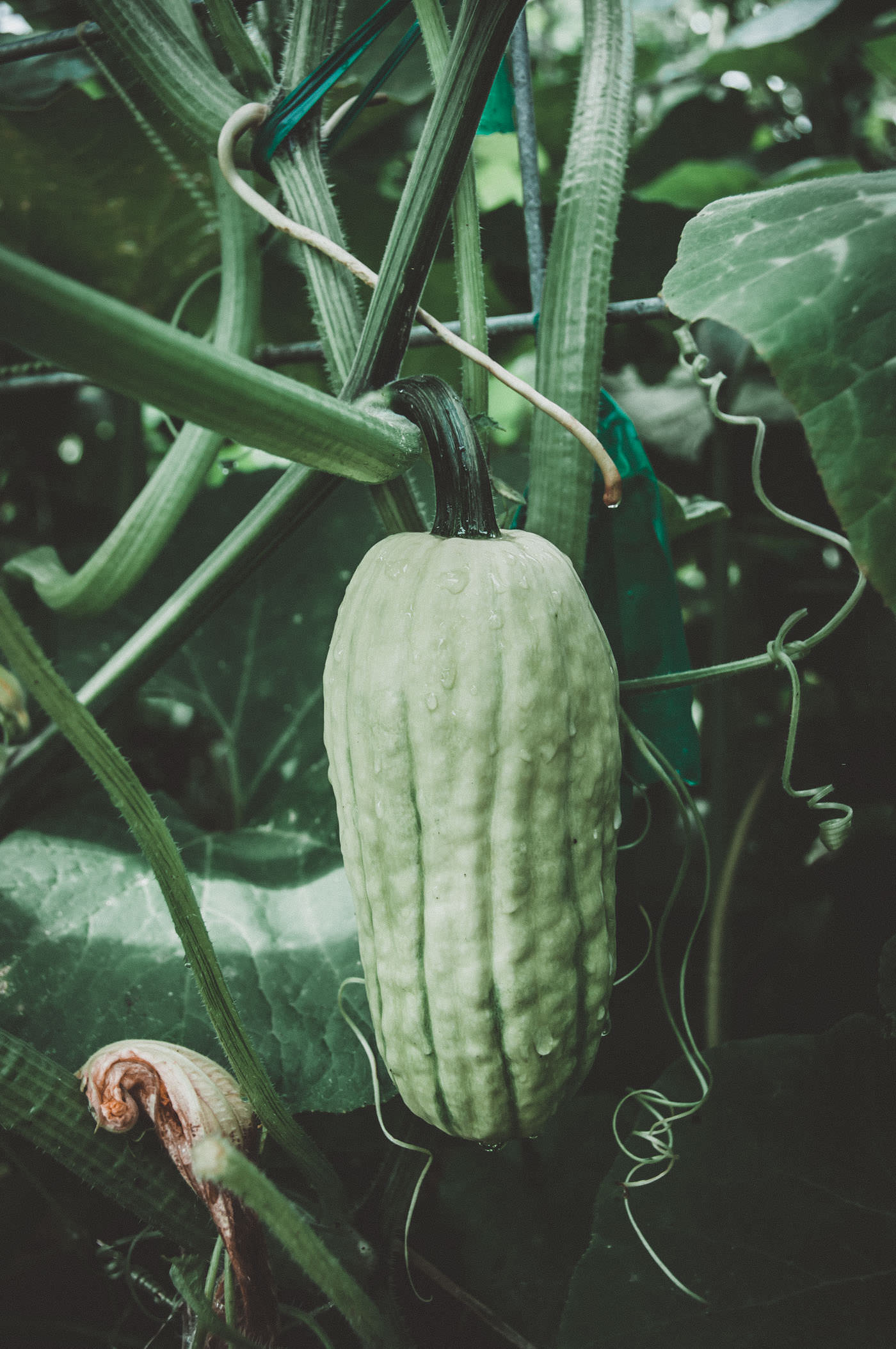 how to grow squash on a trellis – delicata
