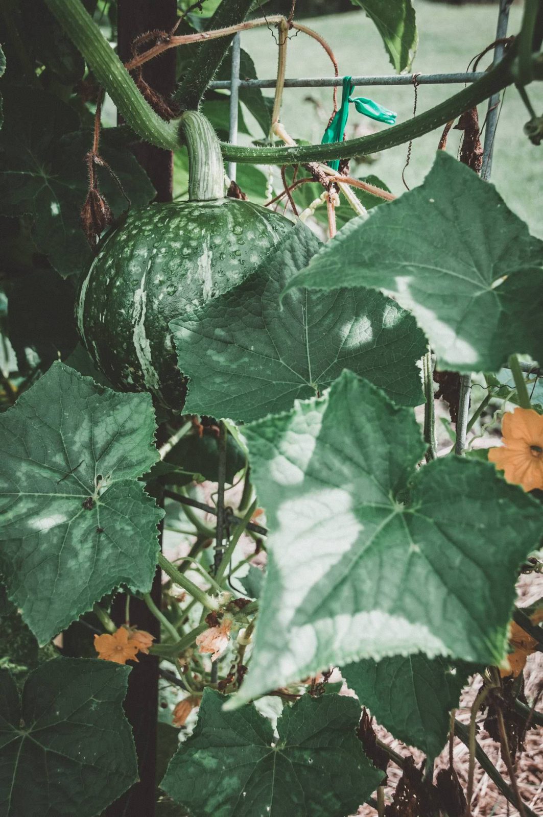 How to Grow Squash on a Trellis Petal Back Farm