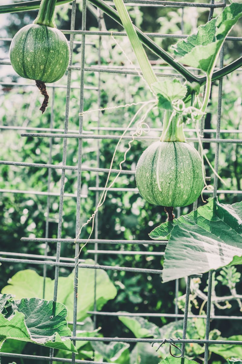 How to Grow Squash on a Trellis Petal Back Farm