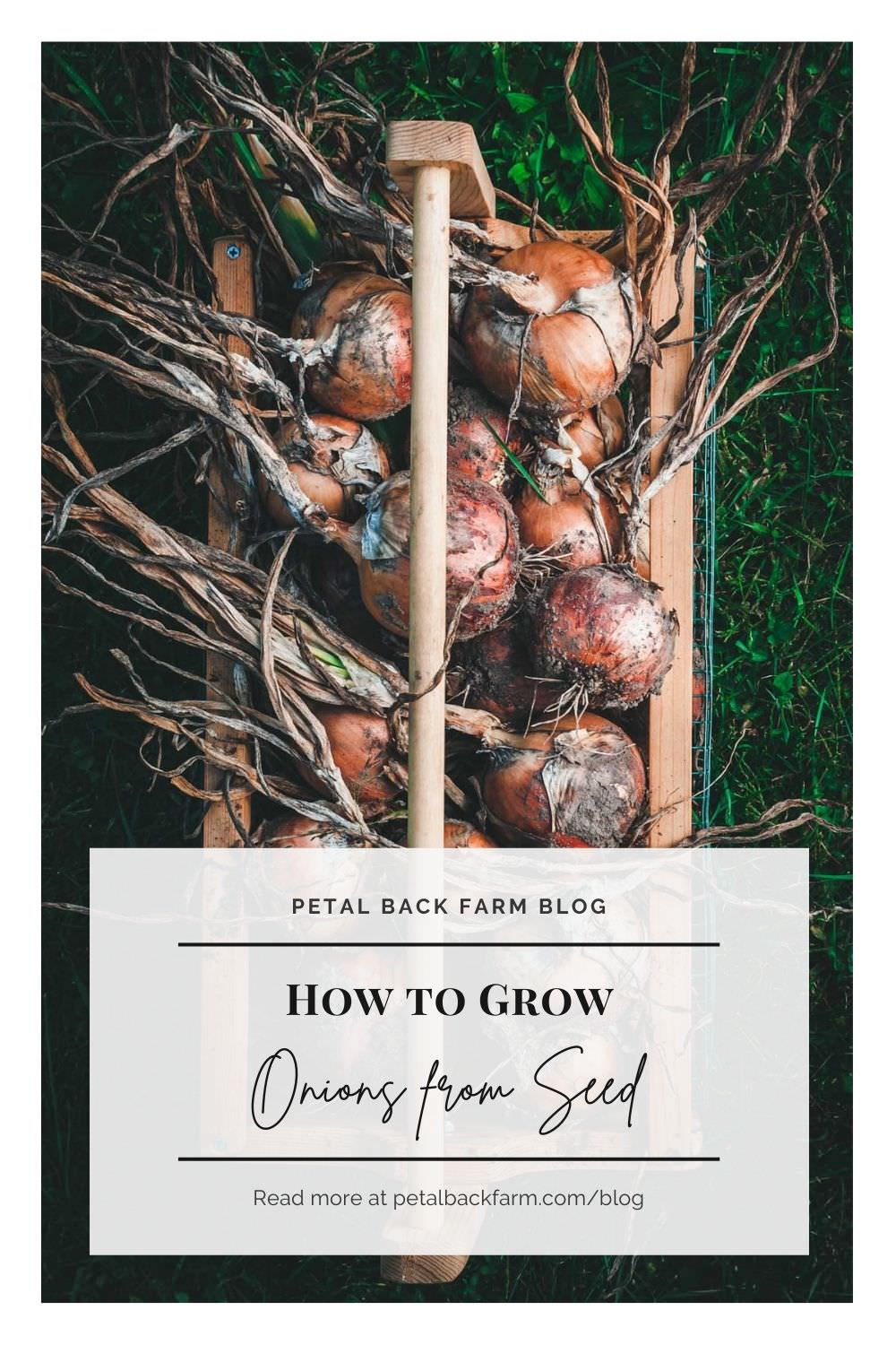 how to grow onions from seed via petalbackfarm.com