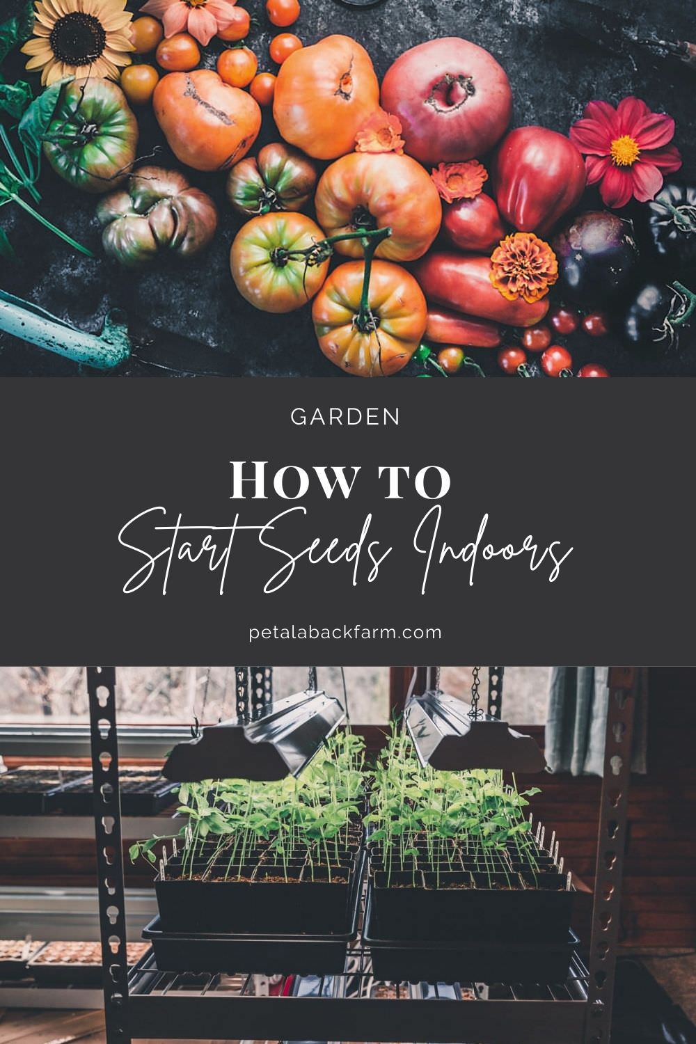 how to start seeds indoors guide