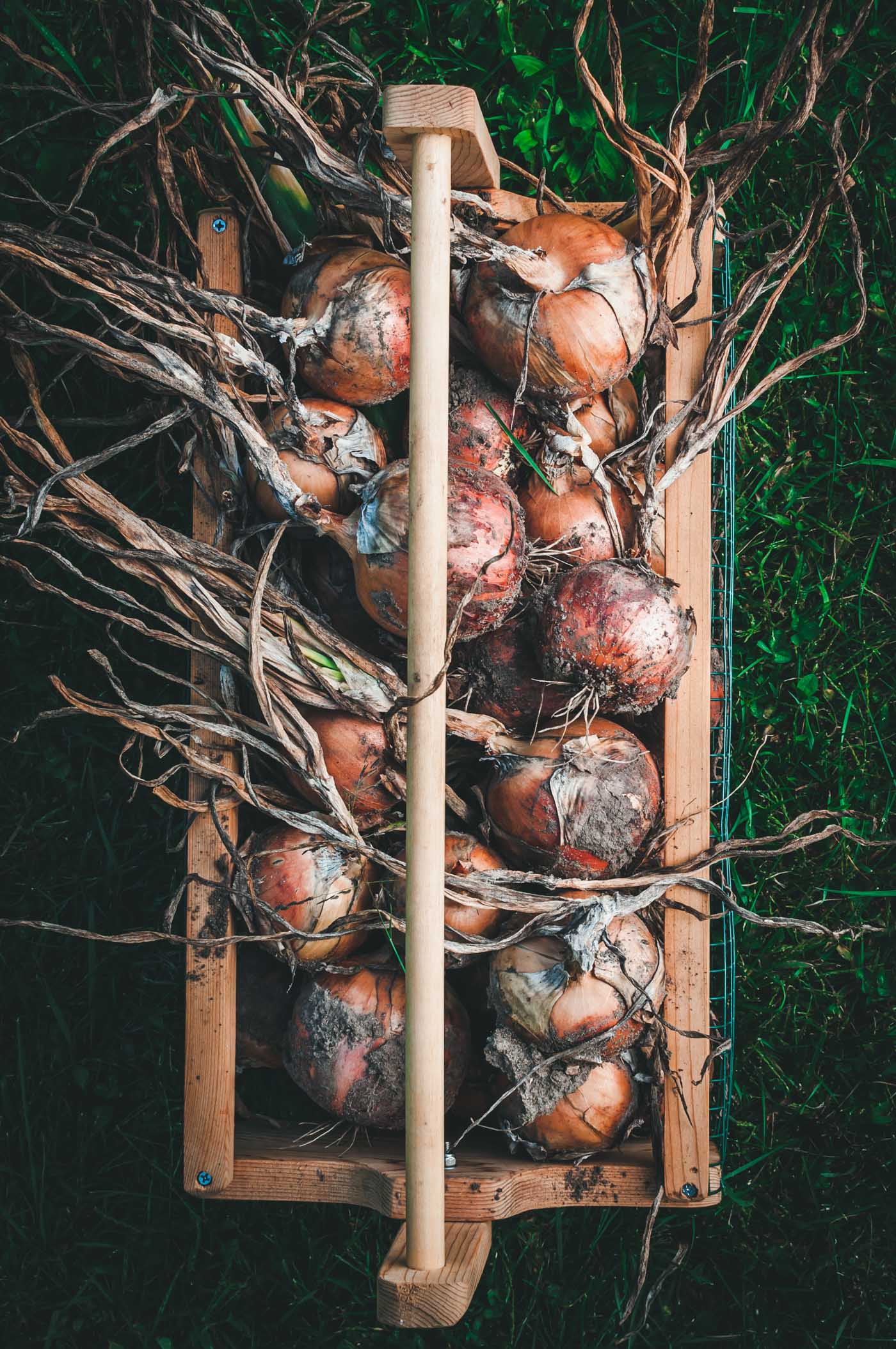 how to grow onions from seed