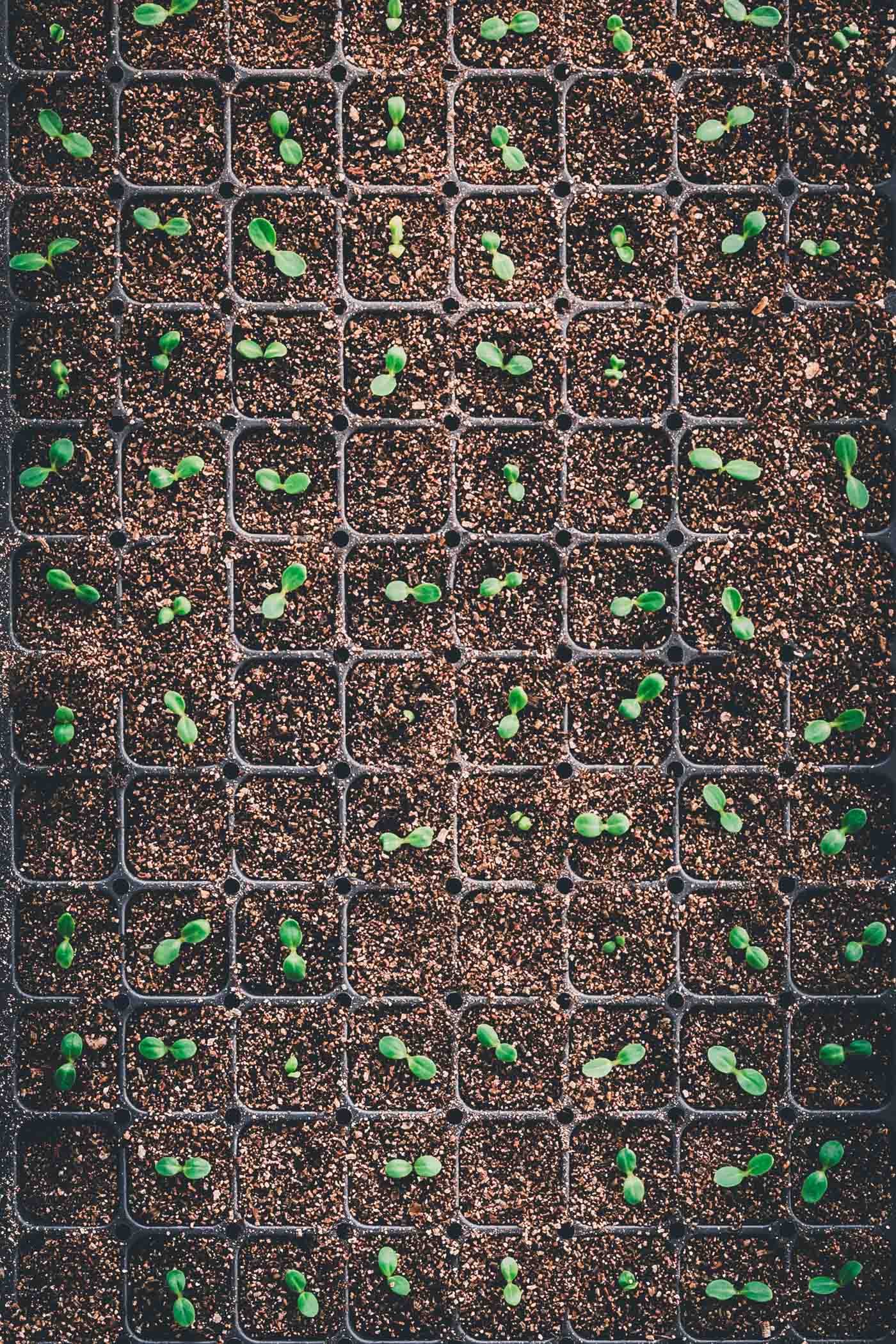 start seeds indoors baby seedlings
