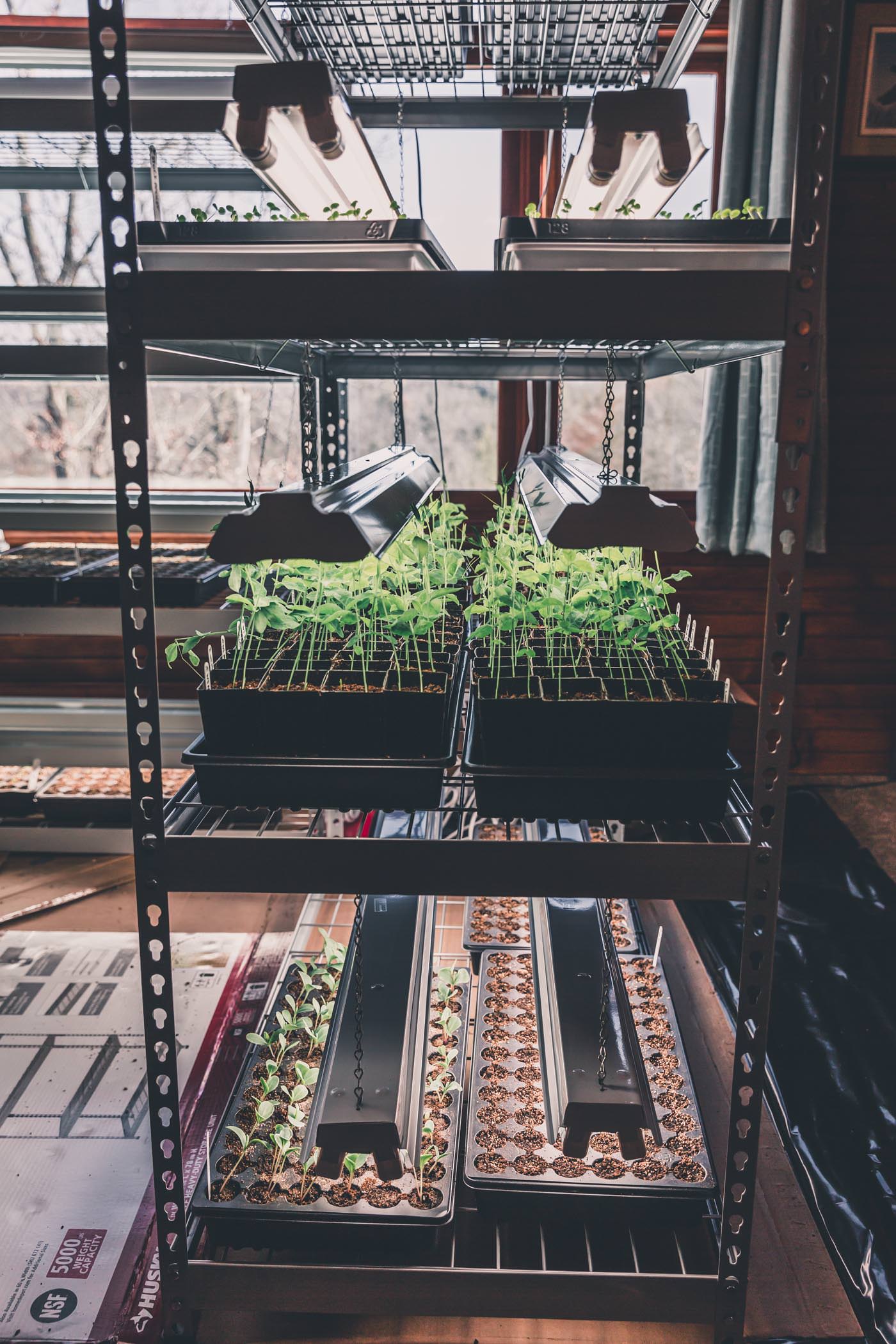 shop light rig for how to start seeds indoors