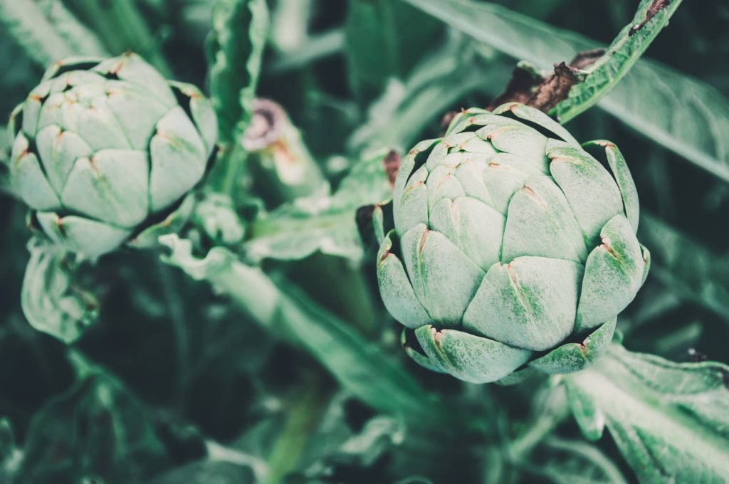 How to Grow Artichokes as Annuals - Petal Back Farm