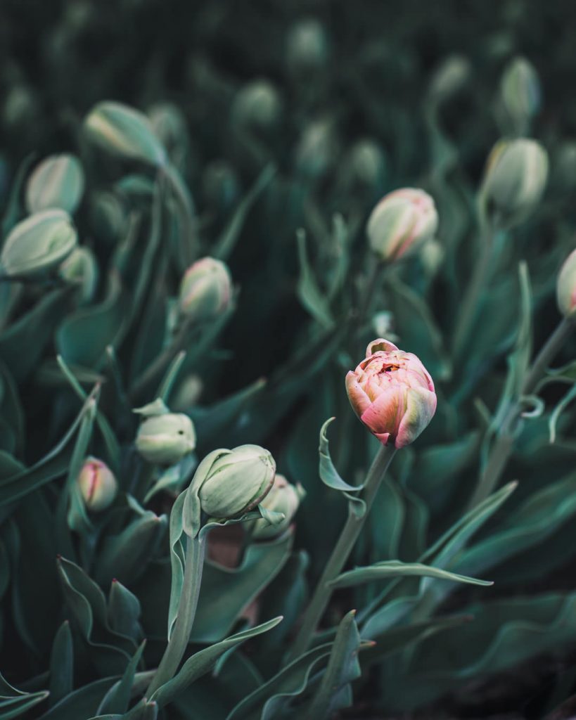 grow tulips la belle epoque