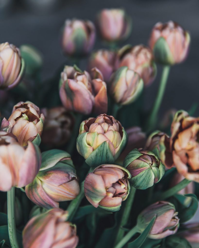 tulips La Belle Epoque