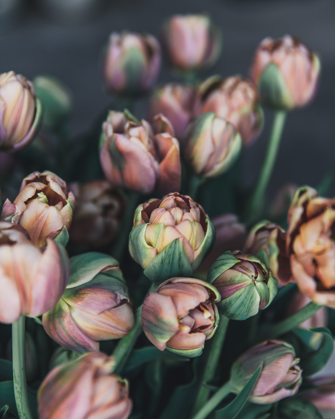 tulips
