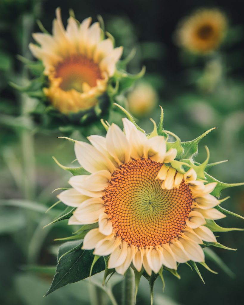 edit photos sunflowers