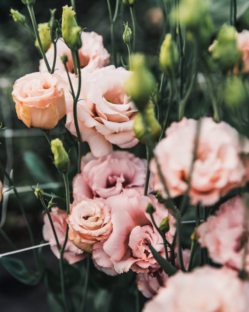 short lisianthus stems?