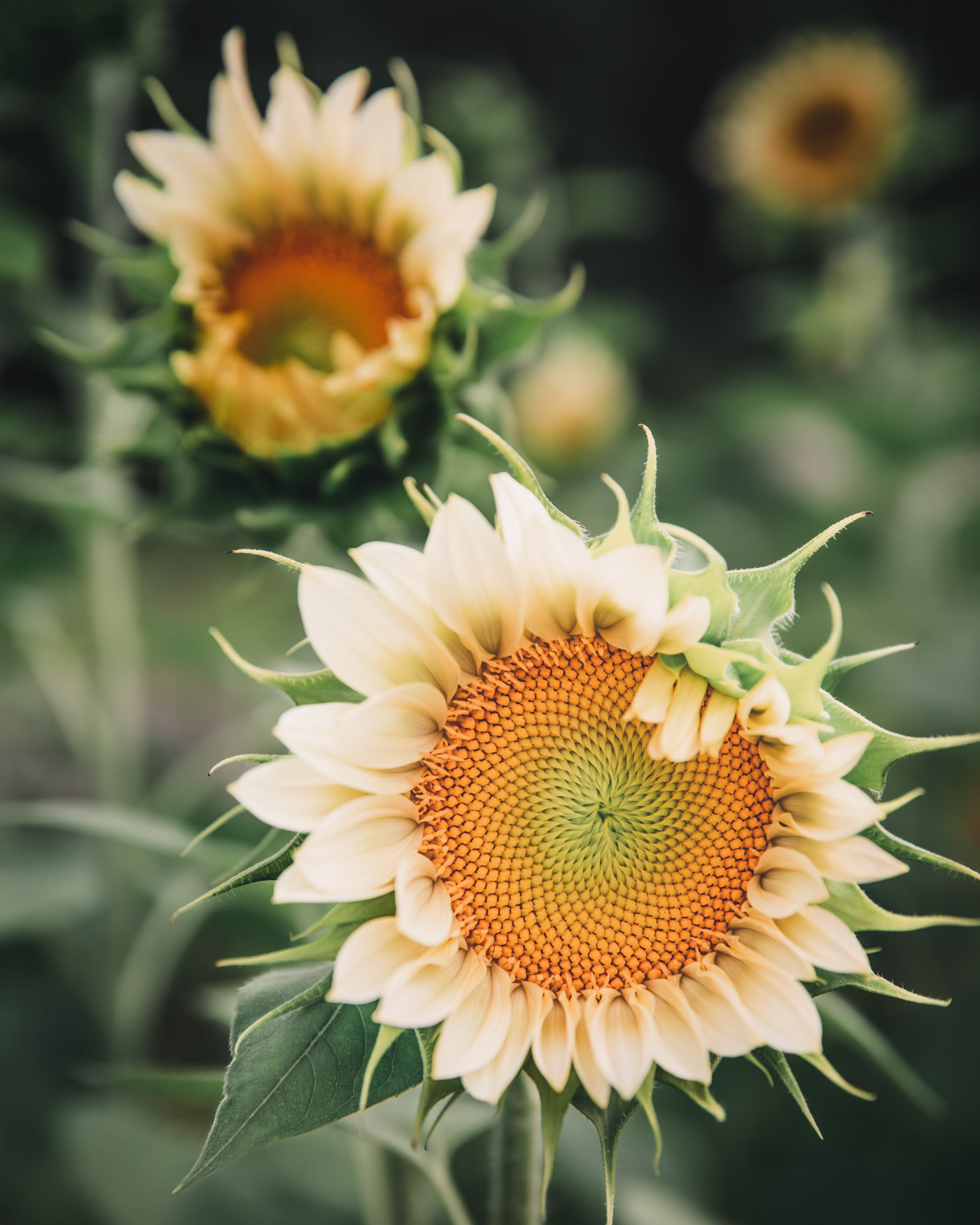 https://petalbackfarm.com/wp-content/uploads/2023/02/sunflower-procut-white-lite-petal-back-farm.jpg