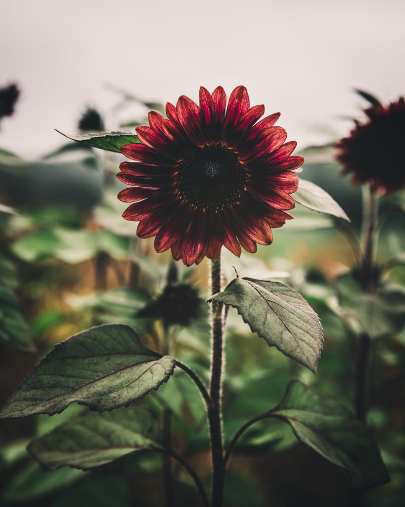 ProCut Red Sunflower