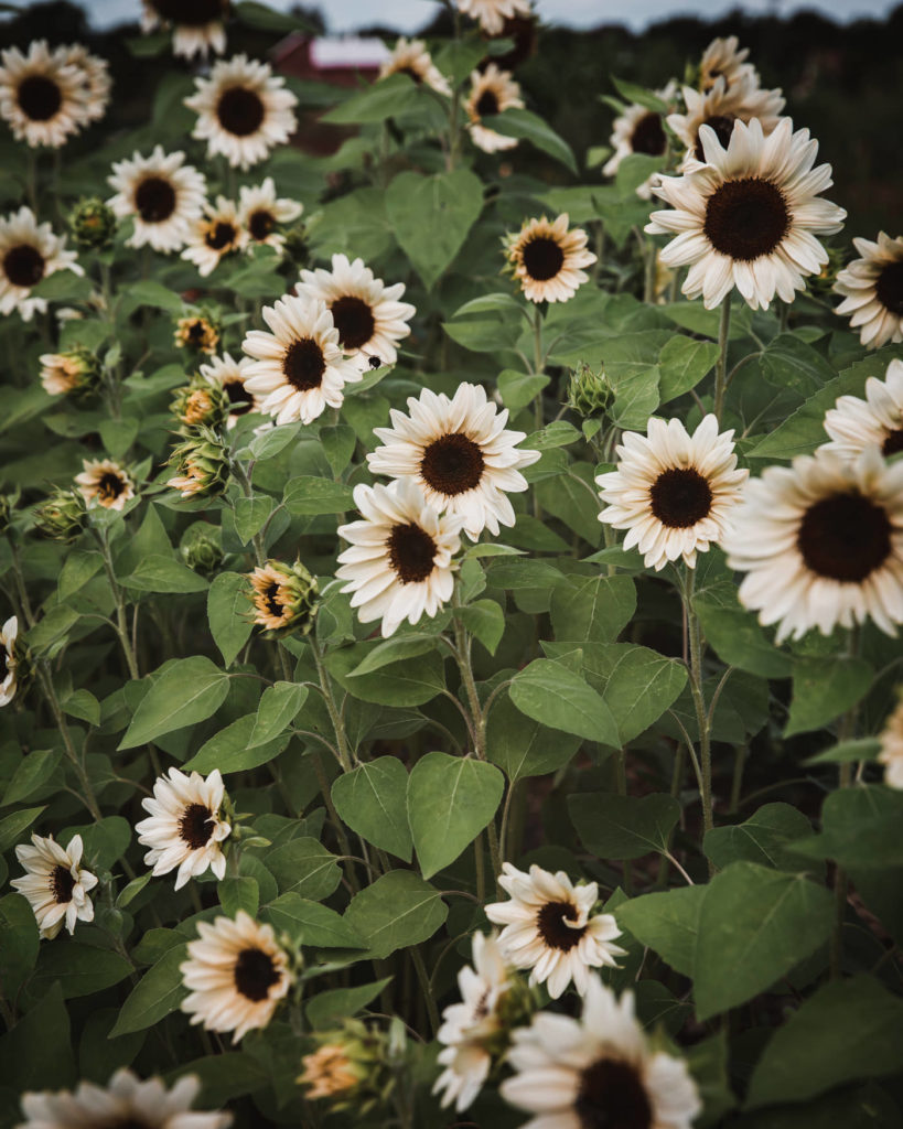 ProCute White Nite Sunflower