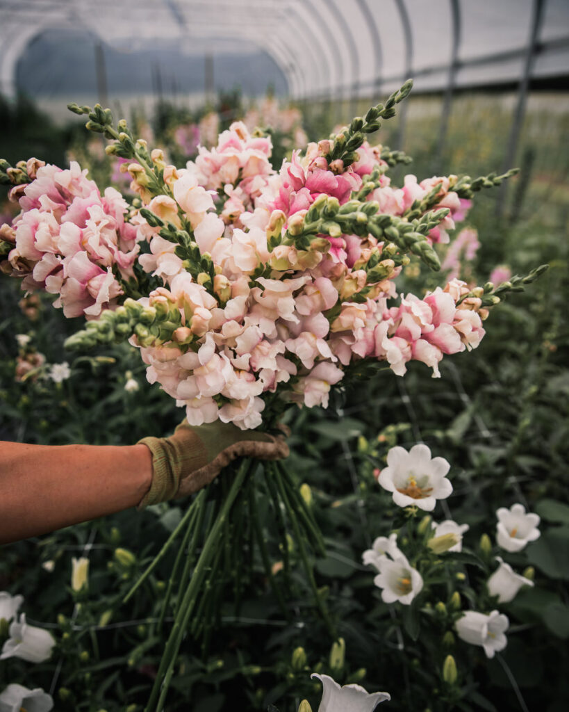 Snapdragons 'Bridal Pink' and Costa/Avignong Silver'