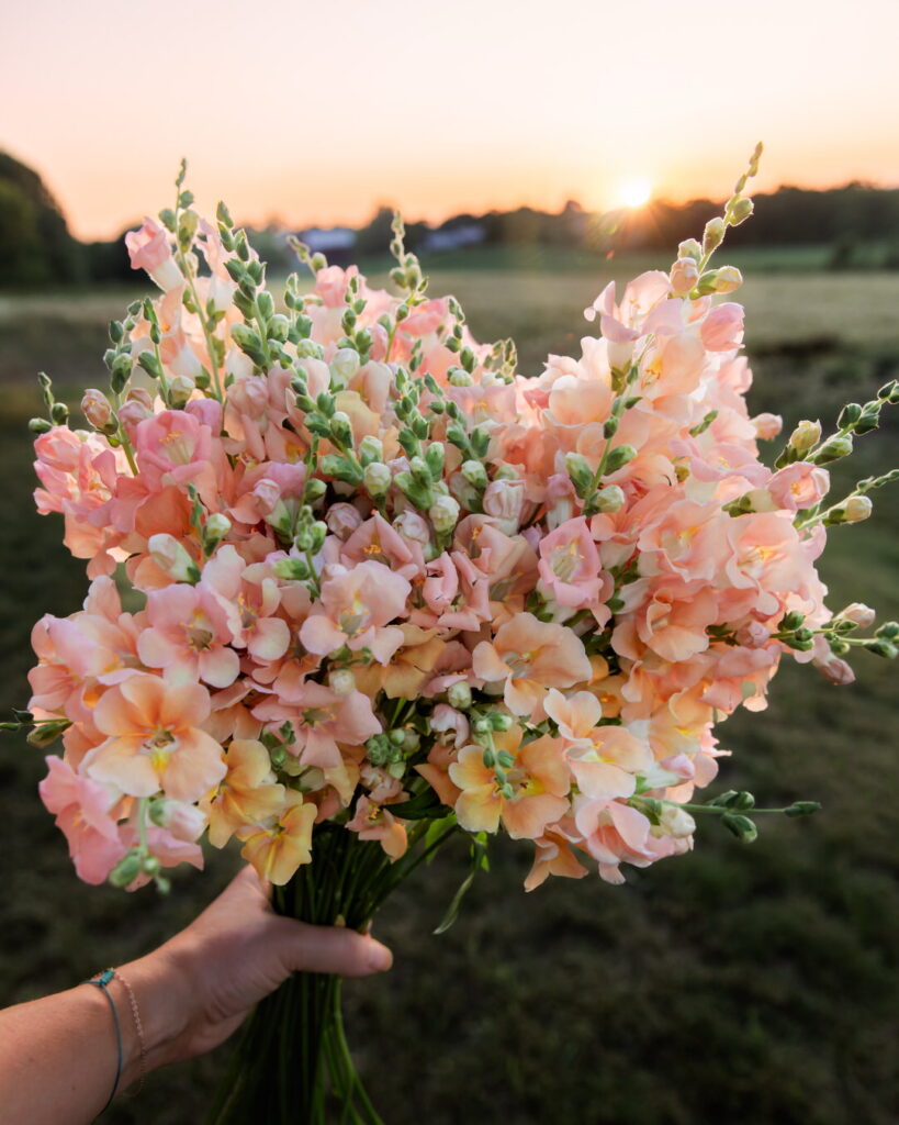 Snapdragon Chantilly Light Salmon