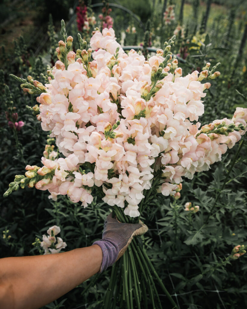 Snapdragon 'Avignon / Costa Silver'