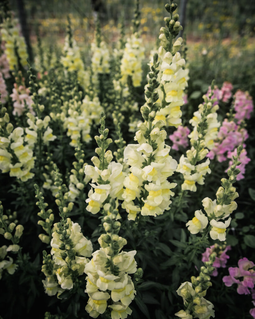 Snapdragons high tunnel