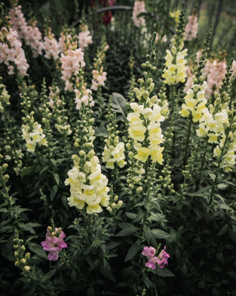 Snapdragon 'Orleans Early Yellow'