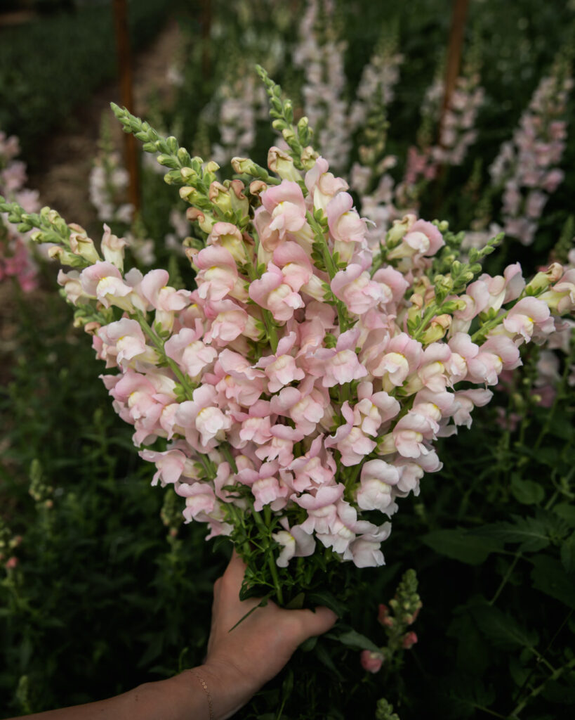 Snapdragon 'Costa / Avignon Silver'