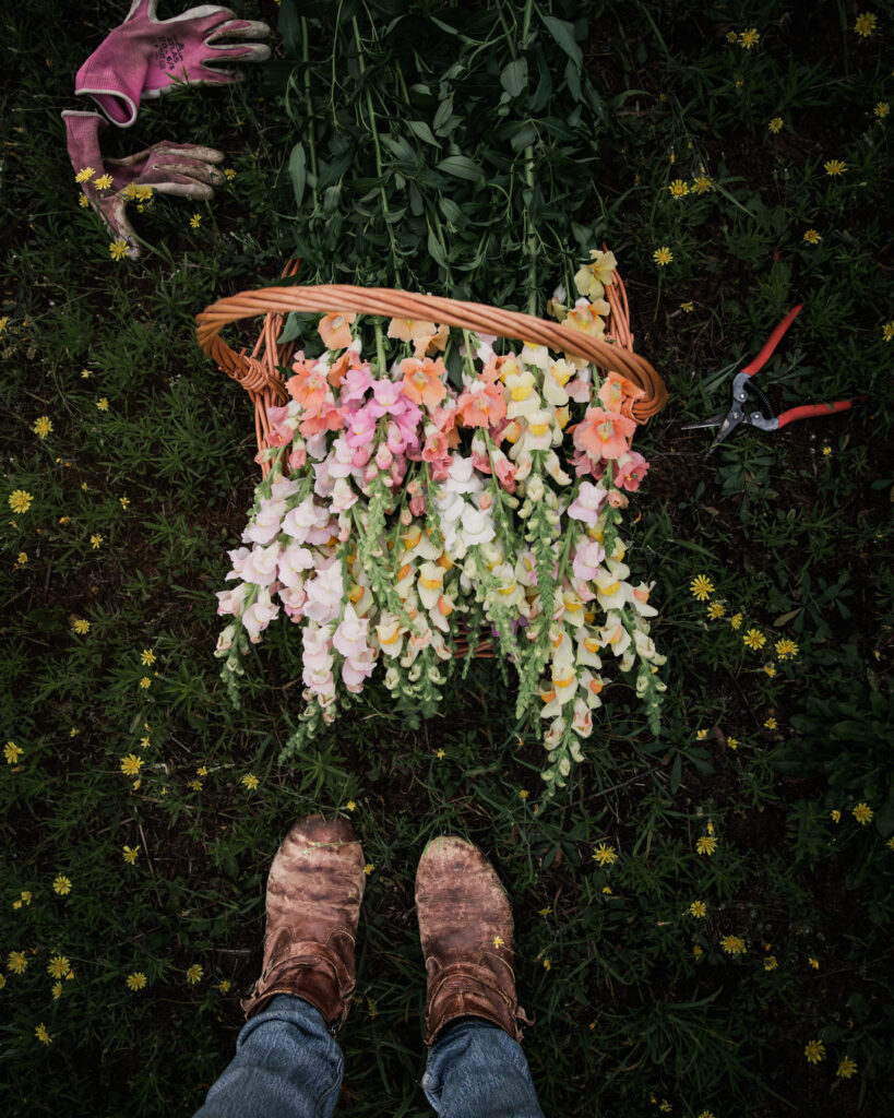 Snapdragons harvest
