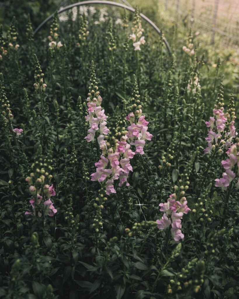 Snapdragon 'Legend Light Pink'