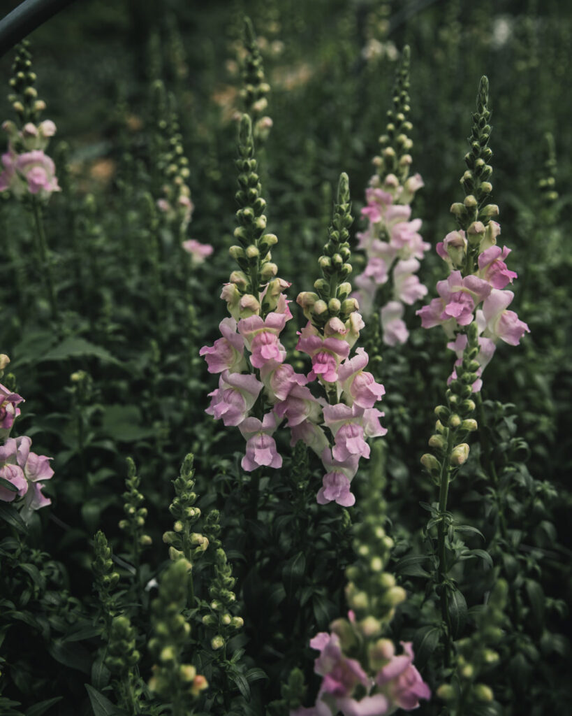 Snadragon 'Legend Light Pink'