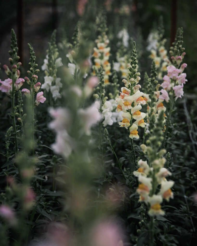 Avignon / Costa Apricot Snapdragon, high tunnel grown