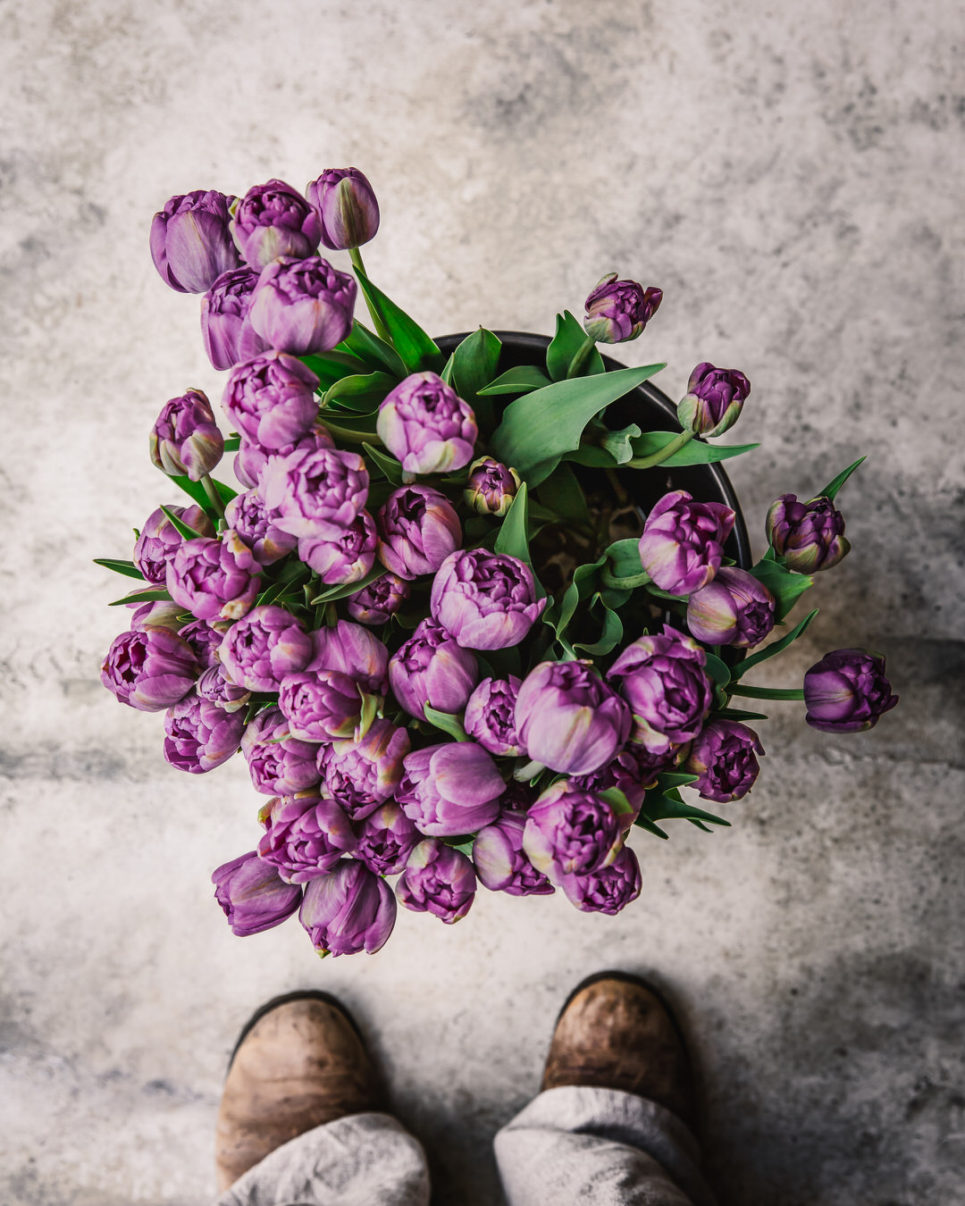 Bulbes Tulipes Purple Prince cal 12/+ les 100