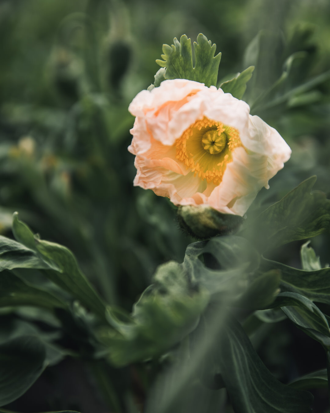 Iceland Poppy