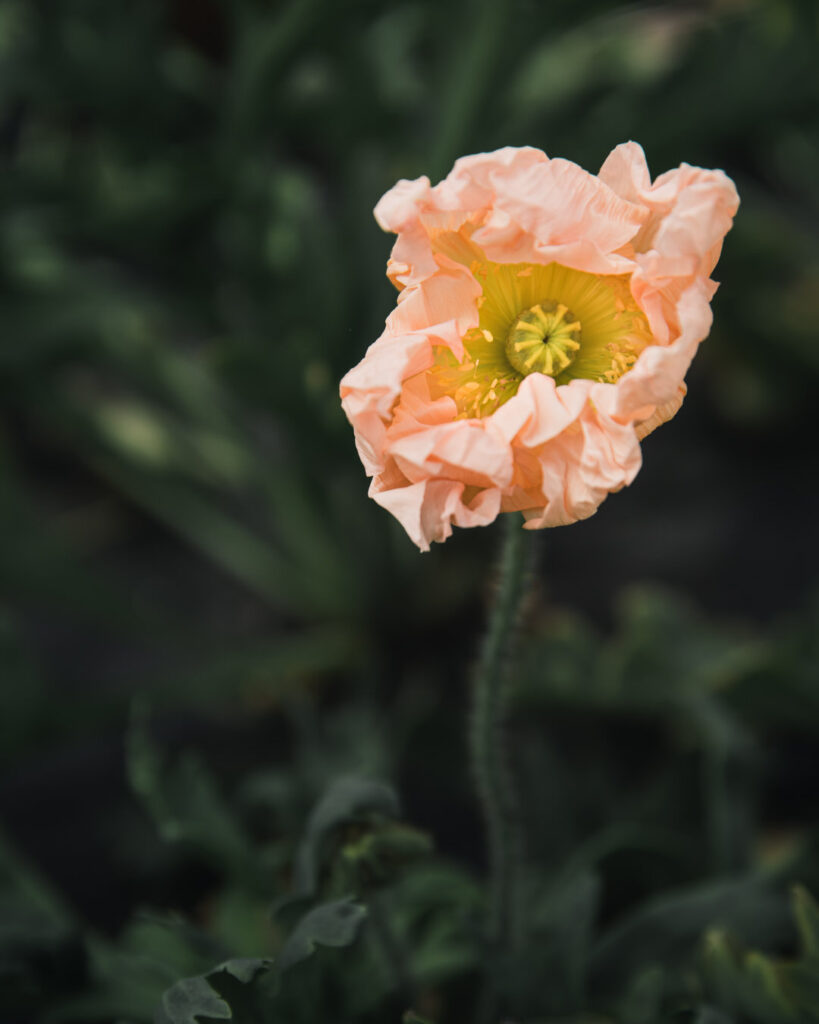 Iceland Poppies Flower Farm