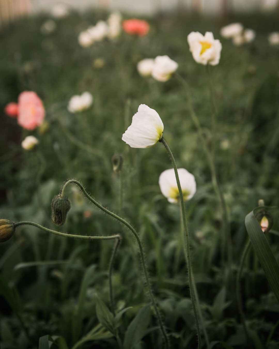 Iceland Poppies field