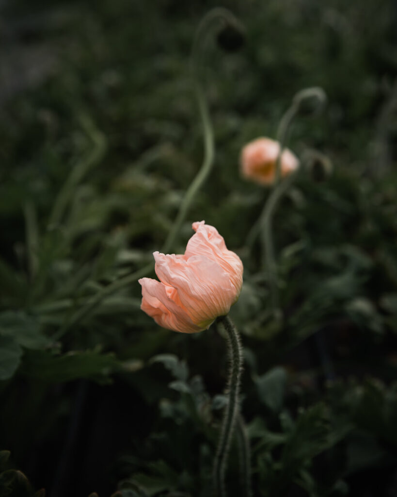 Iceland Poppies Flower Farm