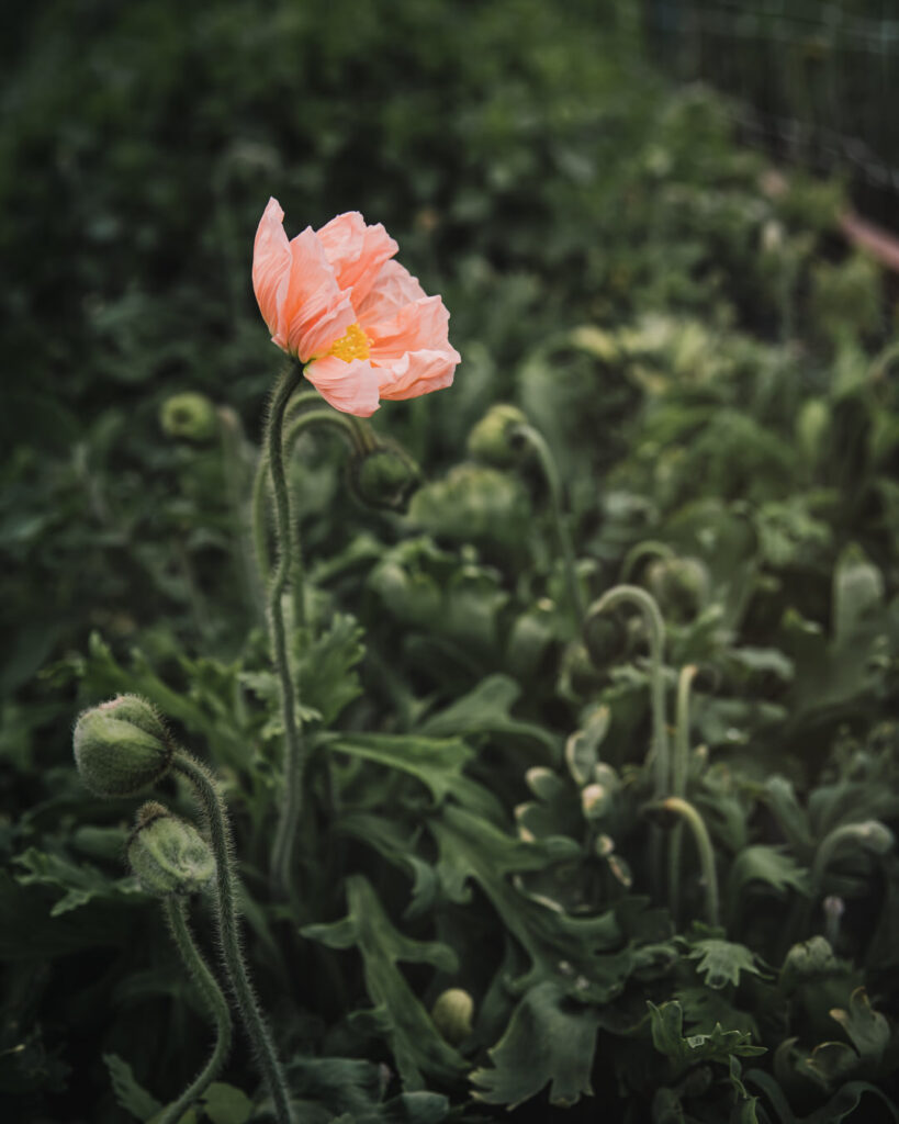 Favorite Wedding Flowers for Farmer Florists Poppies