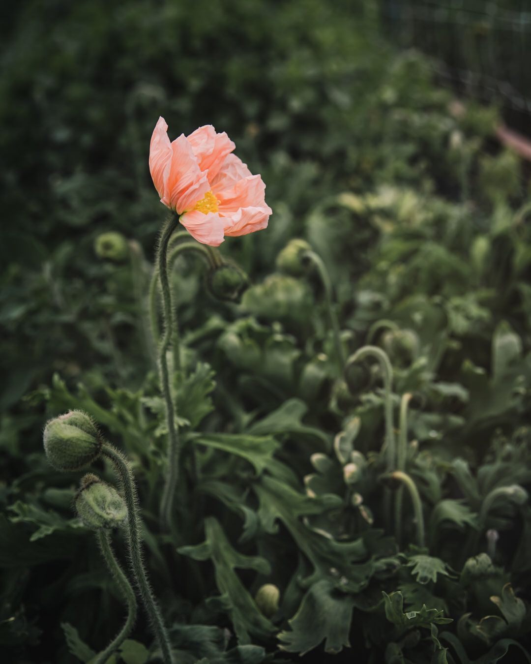 Iceland Poppies