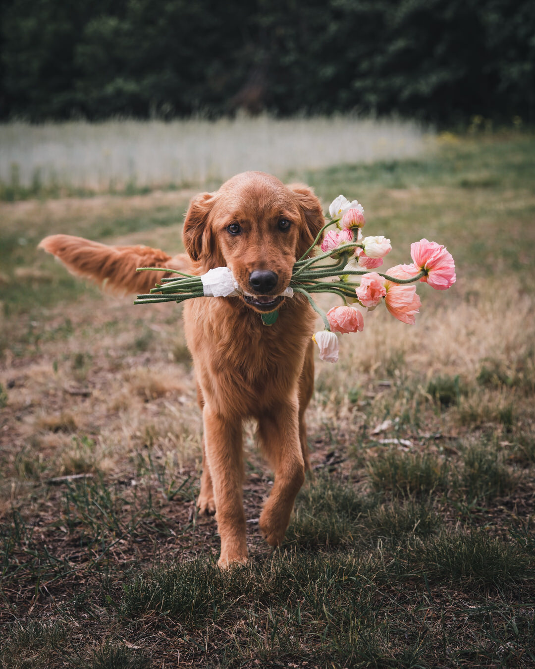 Iceland Poppies with puppy Poppy