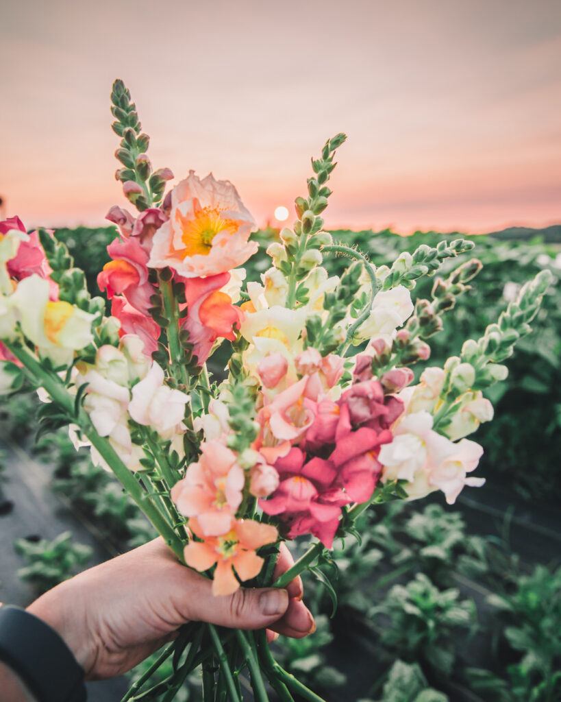 Iceland Poppies and Snapdragons