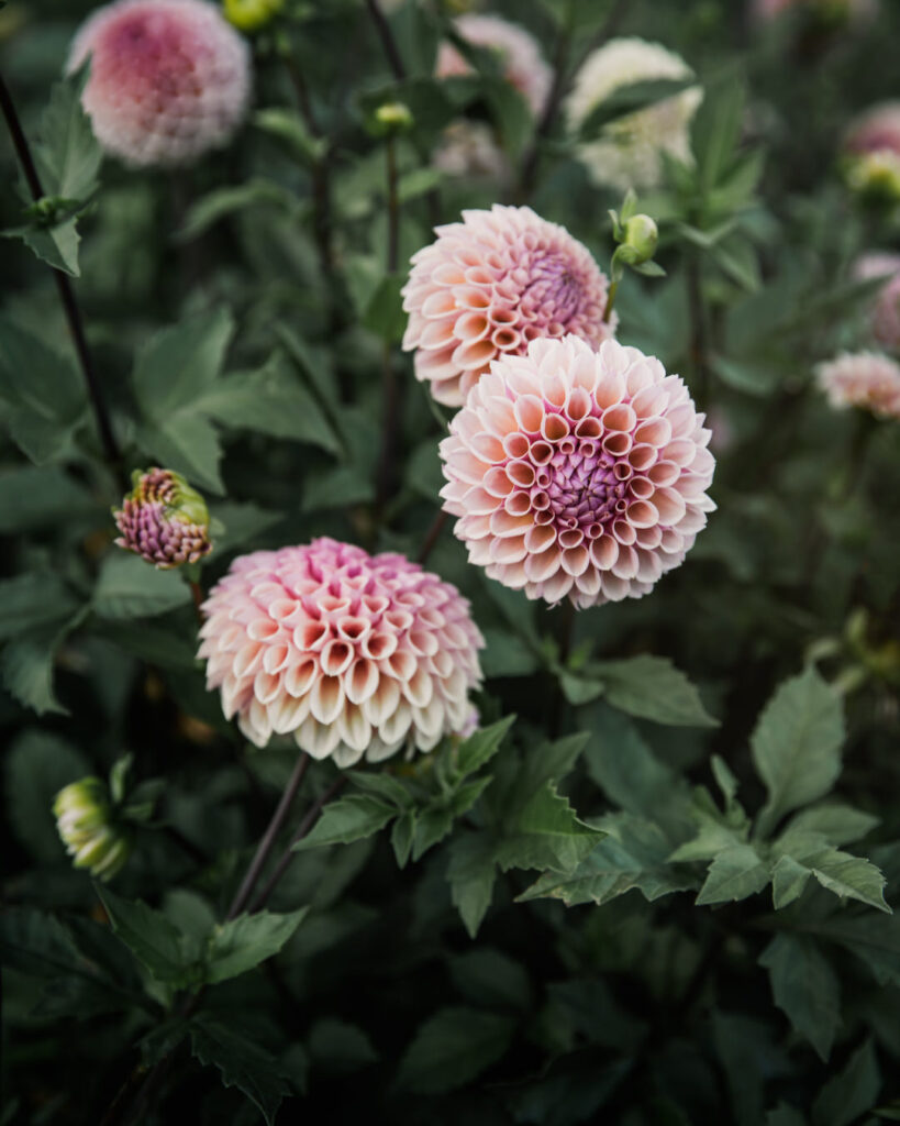 Favorite Wedding Flowers for Farmer Florists Dahlias