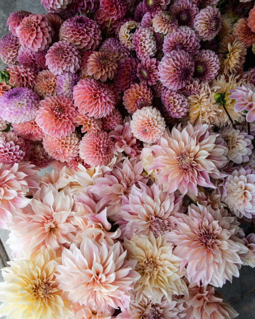 Favorite Wedding Flowers for Farmer Florists Dahlias