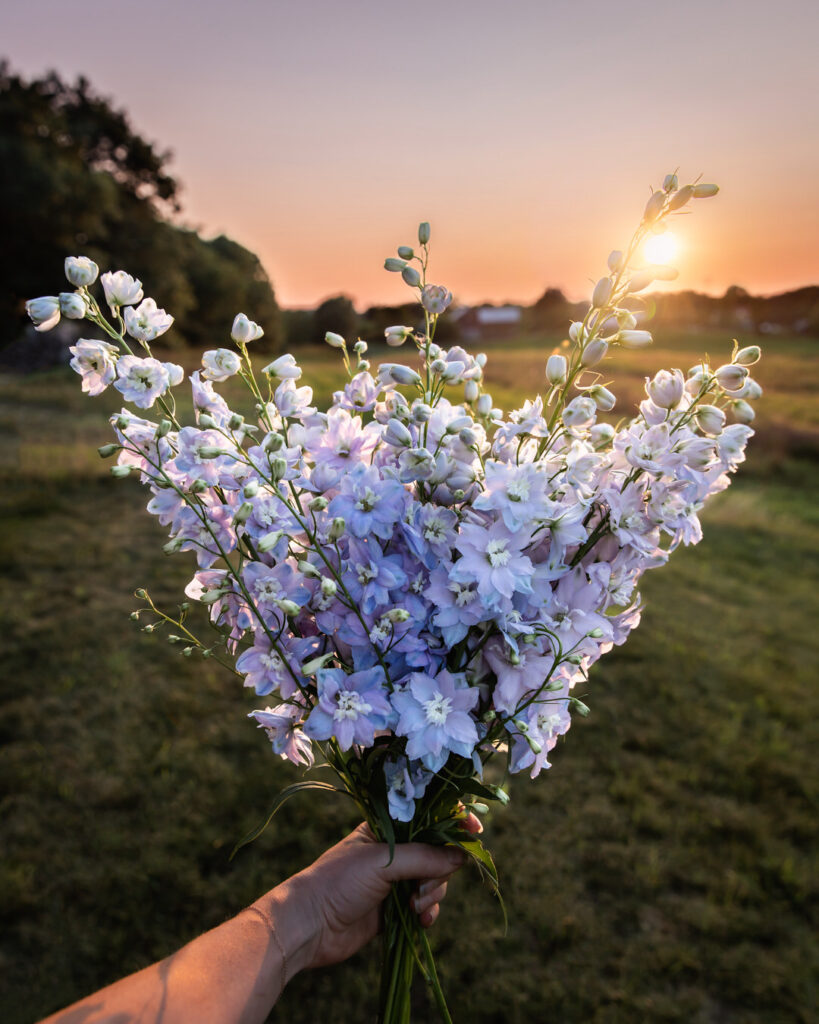 Favorite Wedding Flowers for Farmer Florists Delphinium