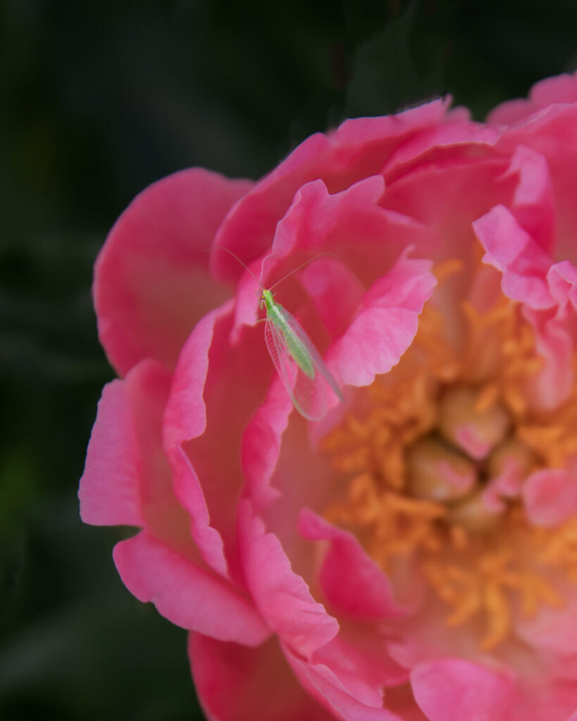 Pest and Disease Control: Lacewing help rid your garden of: aphids, thrips, asparagus beetle larvae, caterpillar eggs and young caterpillars (including cabbage worms), Colorado potato beetle larvae, corn earworms, eggs of various insects, lace bugs, mealybugs, some scales, spider mites, and whiteflies.