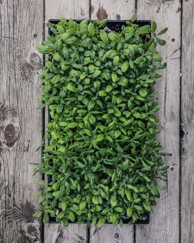 Experimenting with Stock in Paperpots