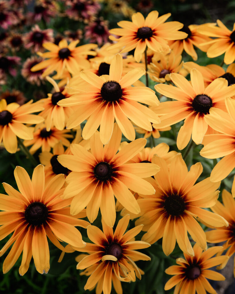 Rudbeckia 'Denver Daisy'